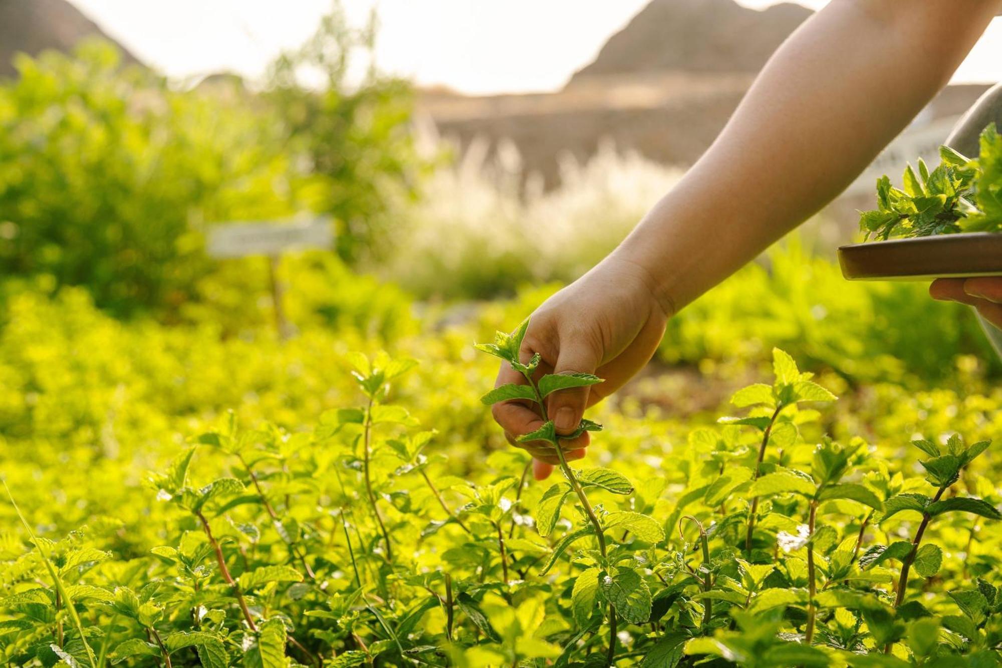 Al Bustan Palace, A Ritz-Carlton Hotel Muscat Exterior photo Mint being harvested